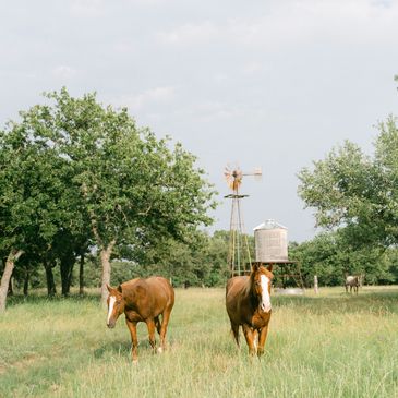 Cameron Horsemanship Performance Horses